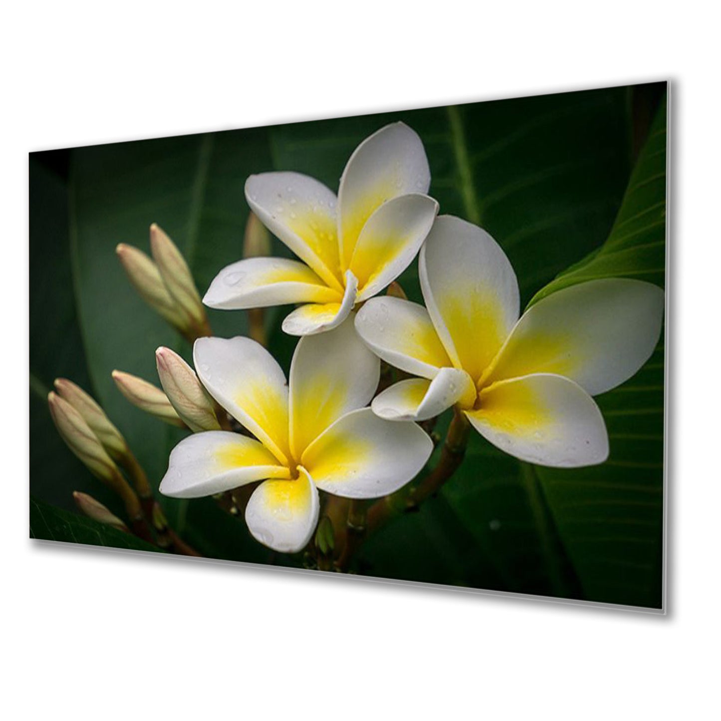 Vibrant Yellow and White Flowers Wall Painitng